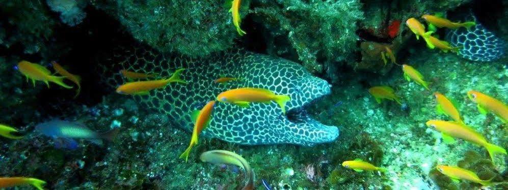 Blue Ocean Dive Resort Умкомаас Екстериор снимка